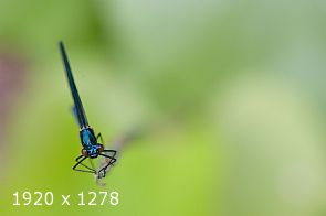 a view of nature #2