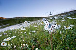 Parnassius apollo