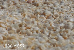shell beach ... 