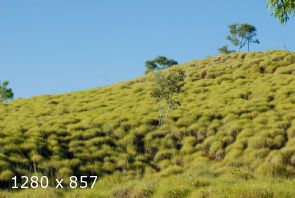 Spinifex