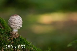solitario