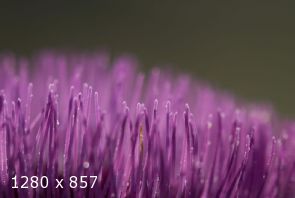 fiore di cardo