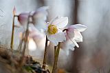 Helleborus Niger return #3