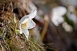 Helleborus Niger return #4