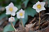 Helleborus family