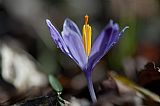 Crocus