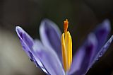 Crocus #2