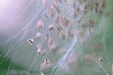 in the spider's lair