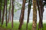 focus on the tree