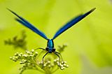 ready to fly #2