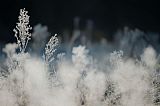 incoming cold
