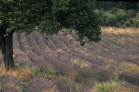 lavander and grass