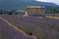 another lavander's house