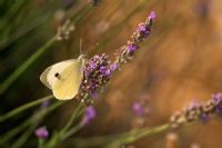 fly on lavander