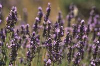 fior di lavanda