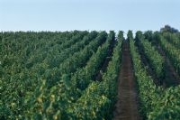 Alsatian vineyards