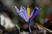 Crocus