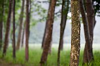 focus on the tree