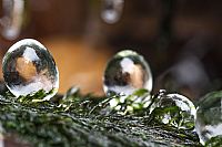 artic eggs?