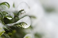 life in ice