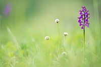 jewel in the grass