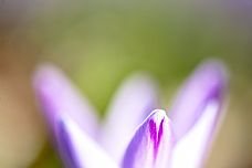 colors by crocus