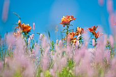 summer colors #2