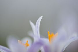 crocus view