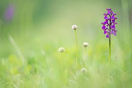 jewel in the grass