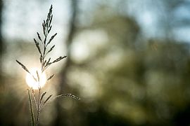 a ray of sun