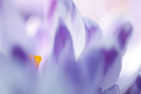Crocus Colors #3