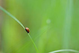 a red presence