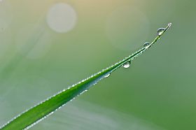 a green cut