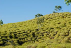 Spinifex