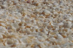 shell beach ... 
