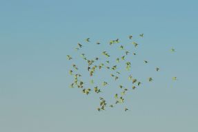 parrots