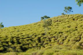 Spinifex