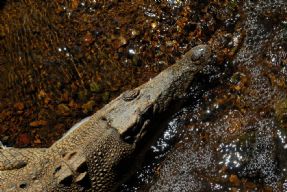 here the croc!
