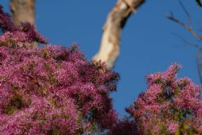 colour of tropic