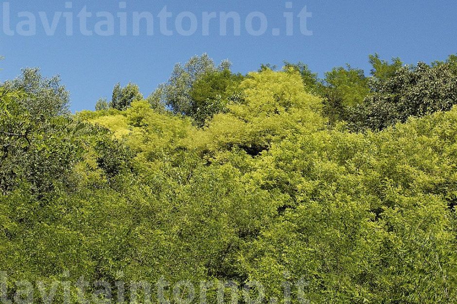 verdi
