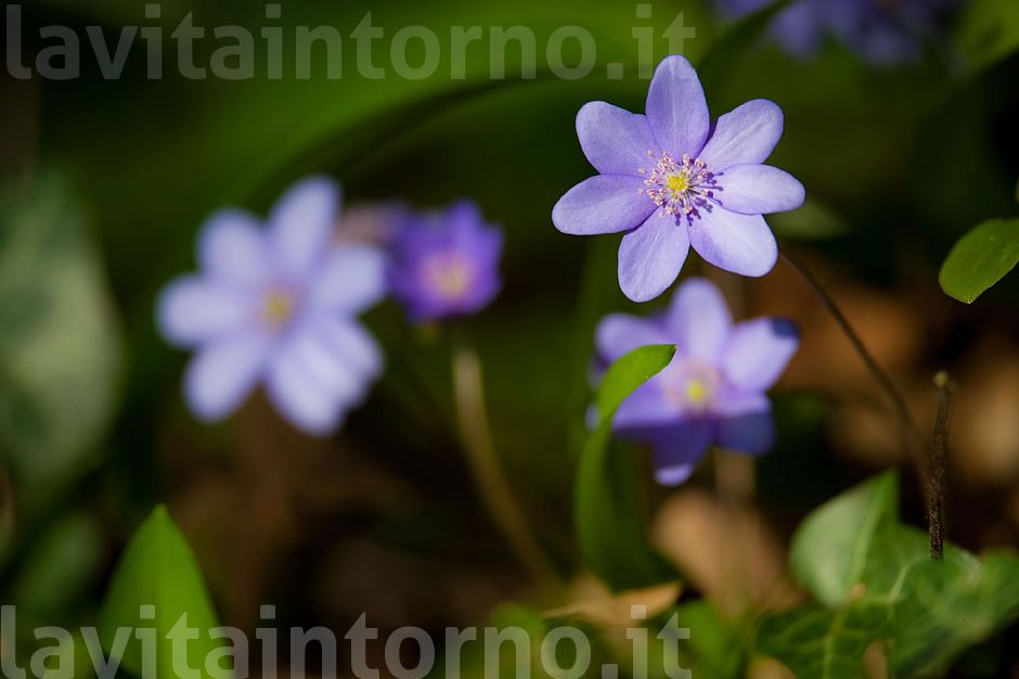 springtime