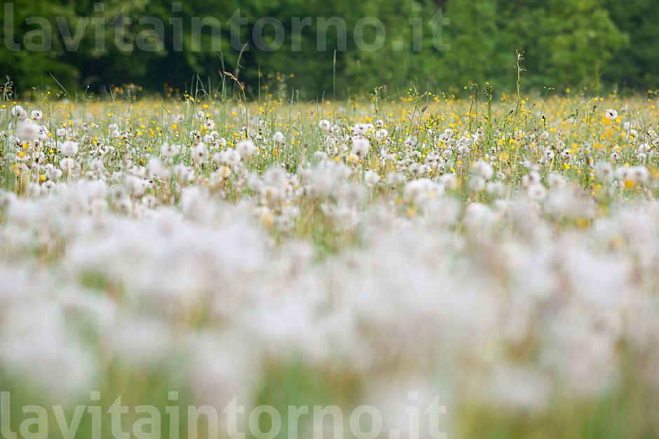 white and yellow
