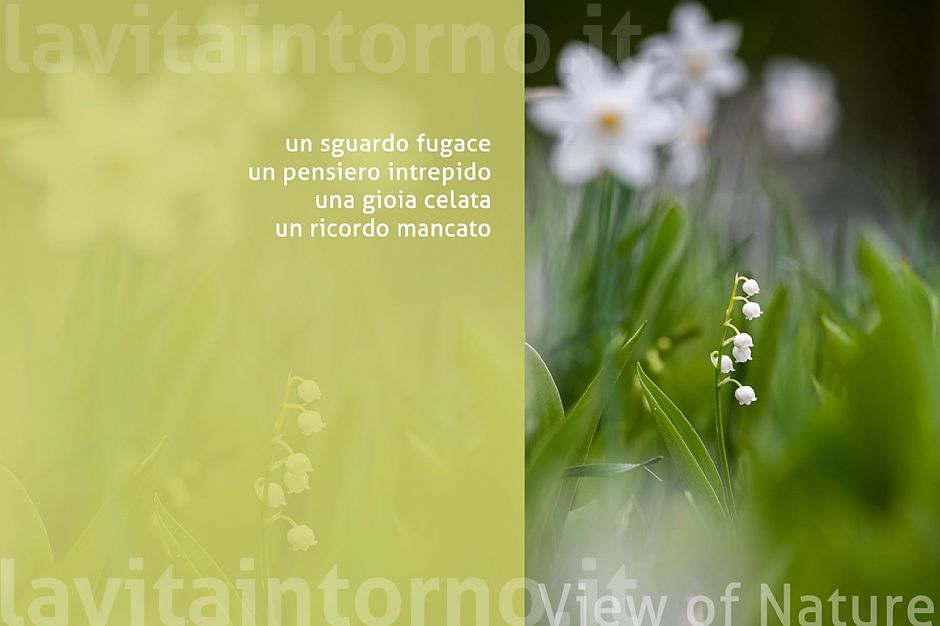 a view of nature #7