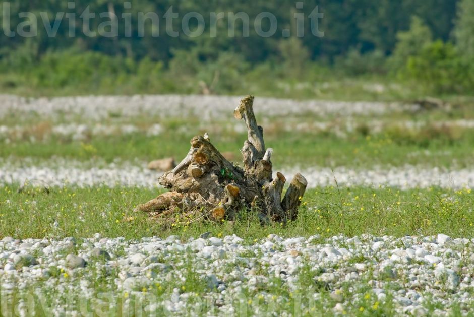 isolato