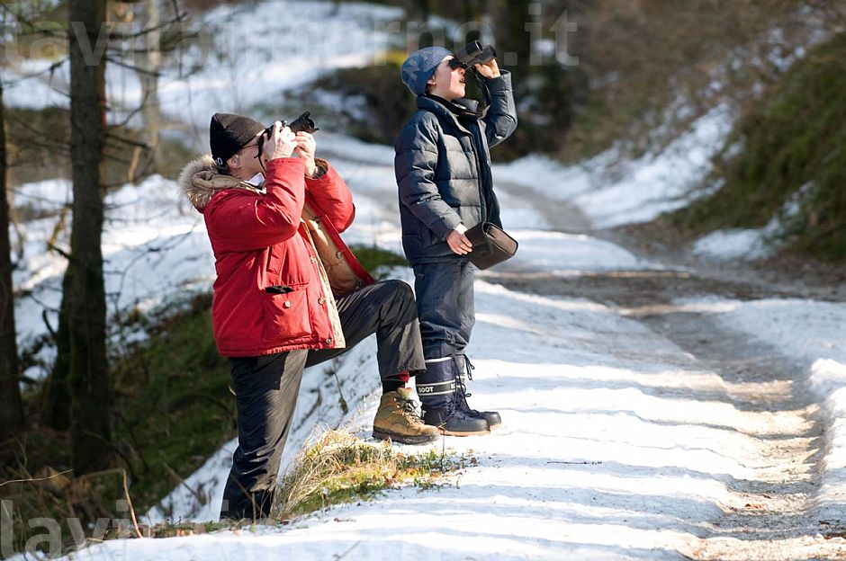 birdwatching ?