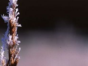 AUTORE: Luigi Dorigo - Ali e Radici Multivisioni AUTORE: Luigi Dorigo - Ali e Radici Multivisioni