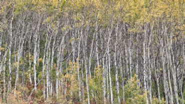 AUTORE: Luigi Dorigo - Ali e Radici Multivisioni AUTORE: Luigi Dorigo - Ali e Radici Multivisioni