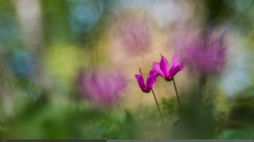 AUTORE: Giovanni Morao AUTORE: Giovanni Morao