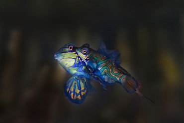 AUTORE: Andrea Pivari (VR) AUTORE: Andrea Pivari (VR) /