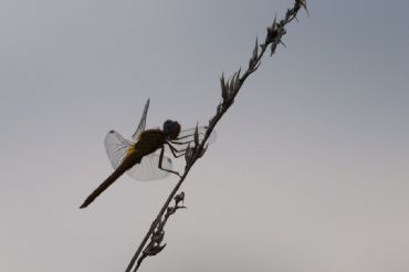 AUTORE: Breda Gianangelo AUTORE: Breda Gianangelo